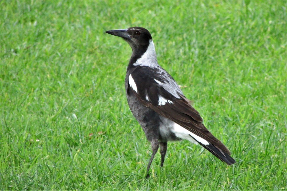 image Australian Magpie